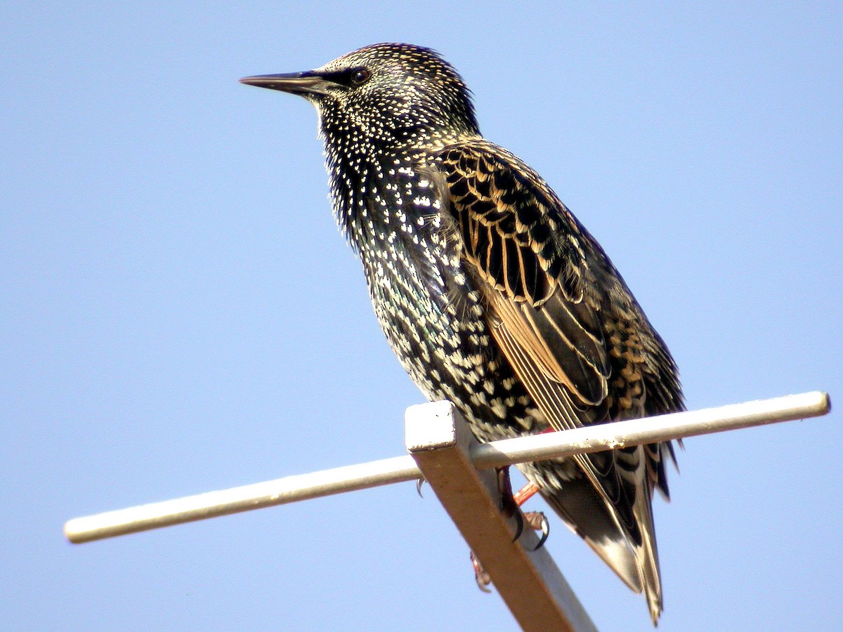 European Starling - Miguel Rouco
