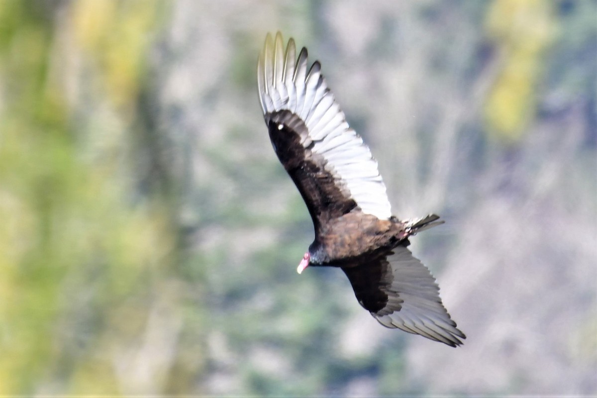 Turkey Vulture - ML215867411