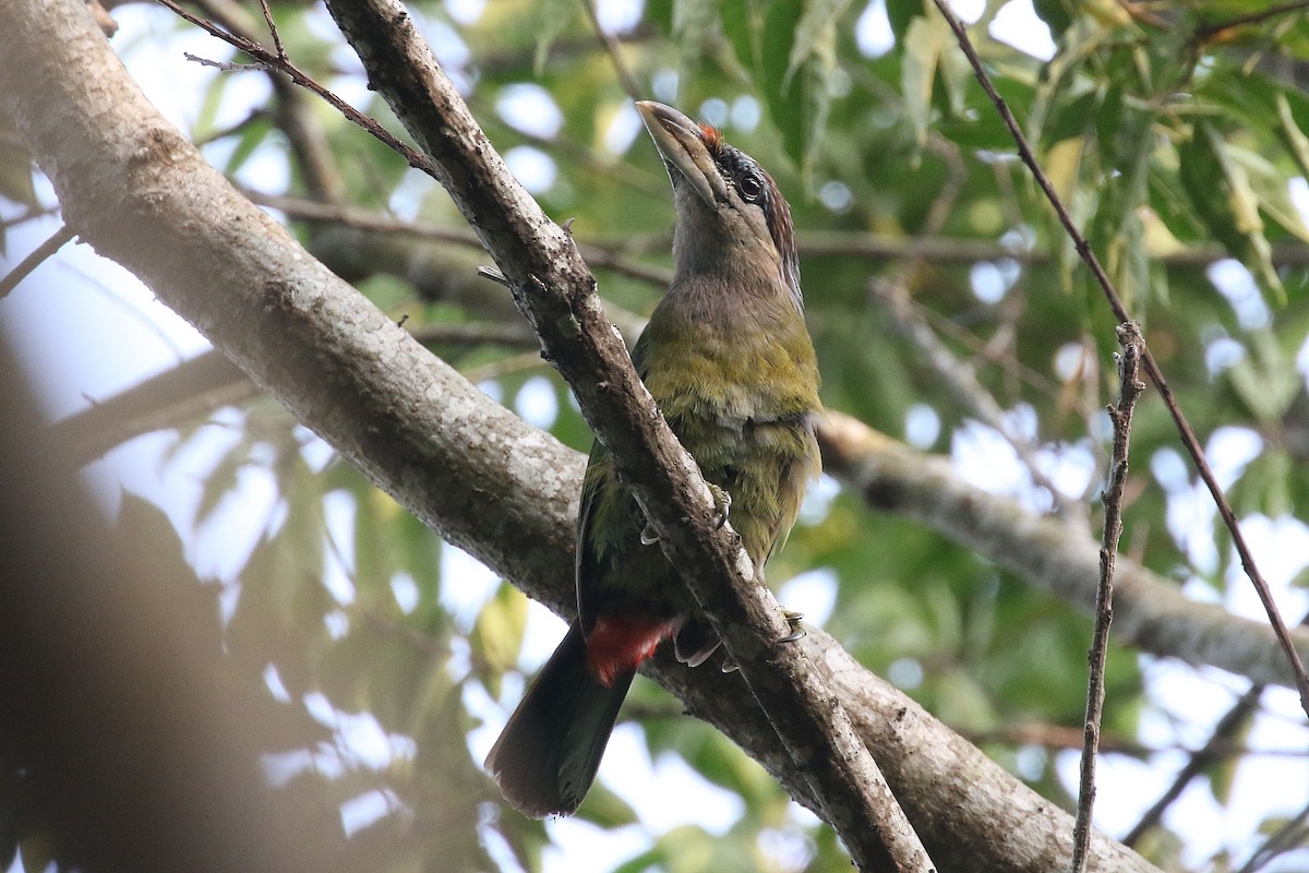 Red-vented Barbet - ML215874671