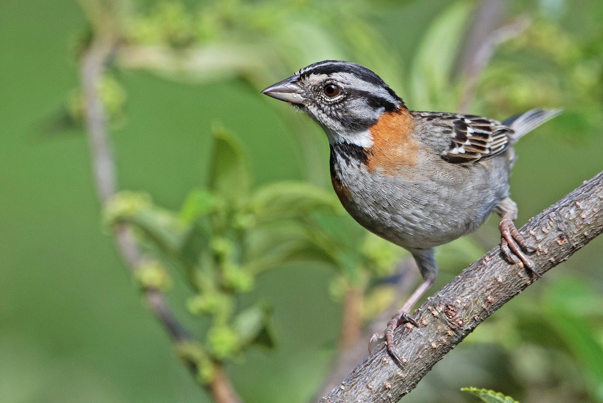 Rufous-collared Sparrow - ML215875731