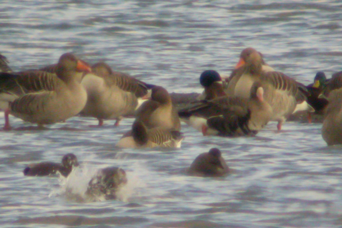 Greater White-fronted Goose - ML215876161