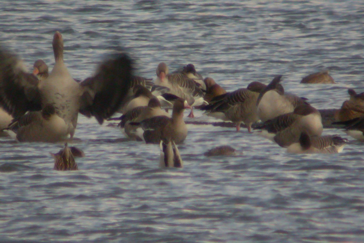 Greater White-fronted Goose - ML215876181