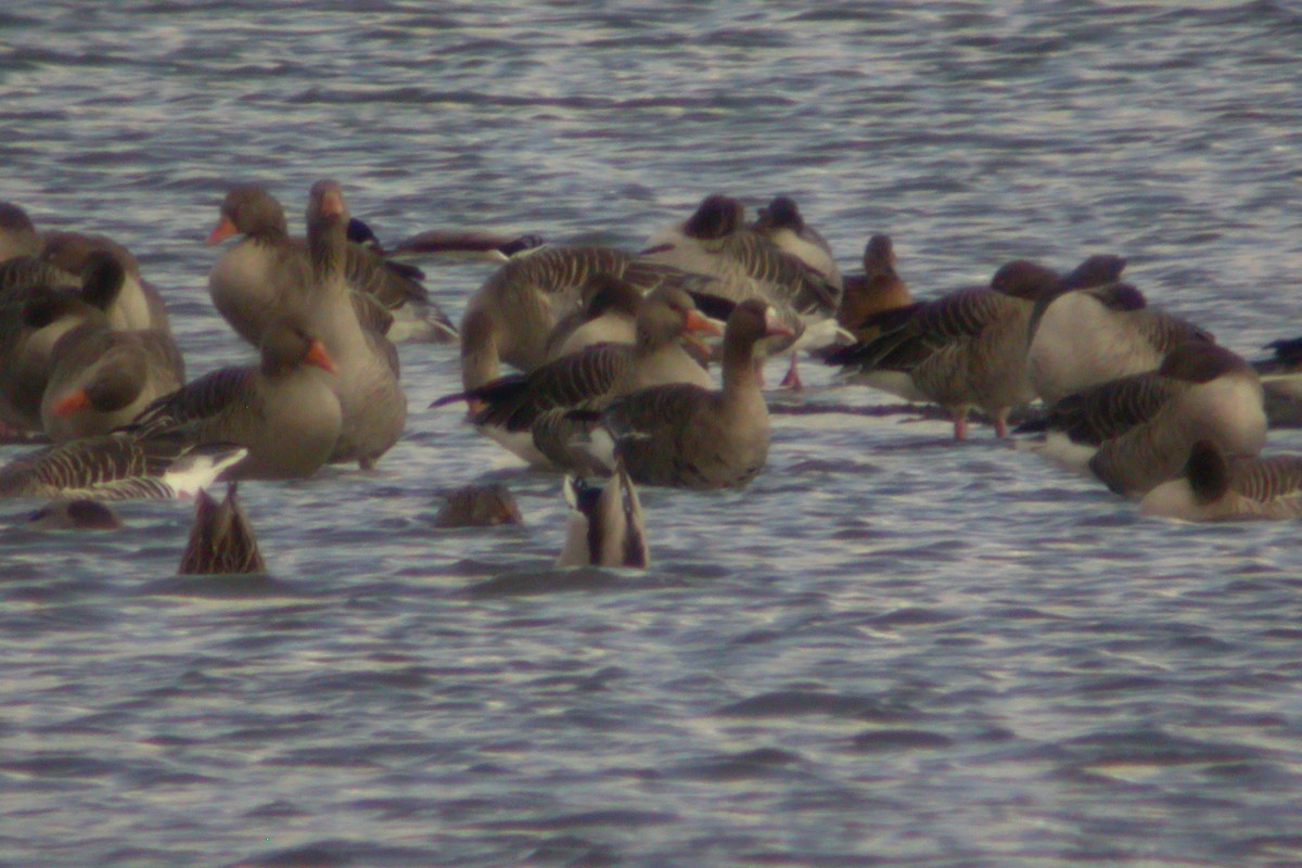Greater White-fronted Goose - ML215876191