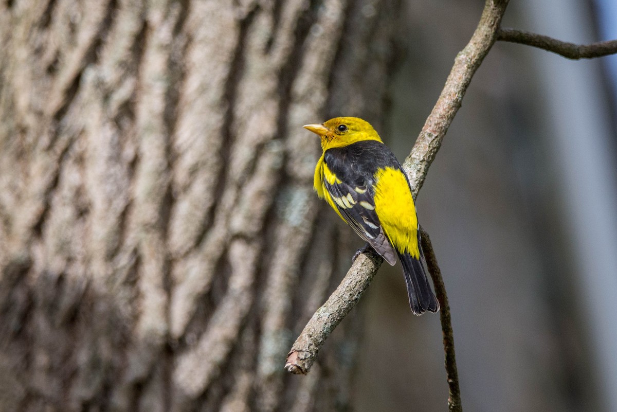 Western Tanager - Mike Defina 🦅
