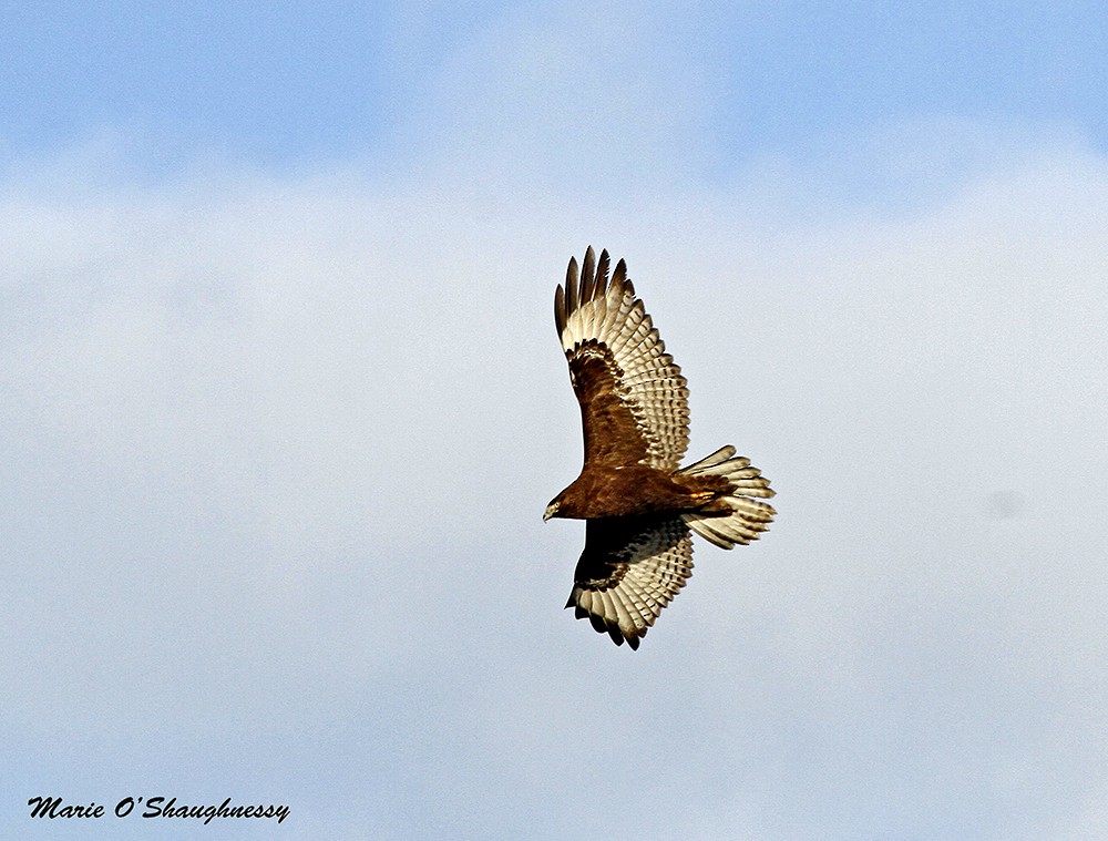 Red-tailed Hawk - Marie O'Shaughnessy
