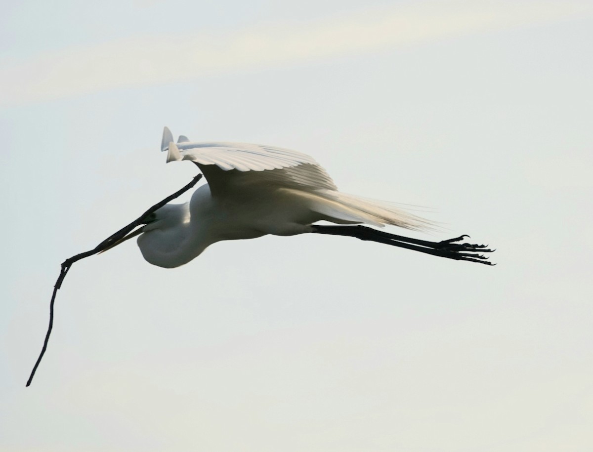 Great Egret - deborah grimes