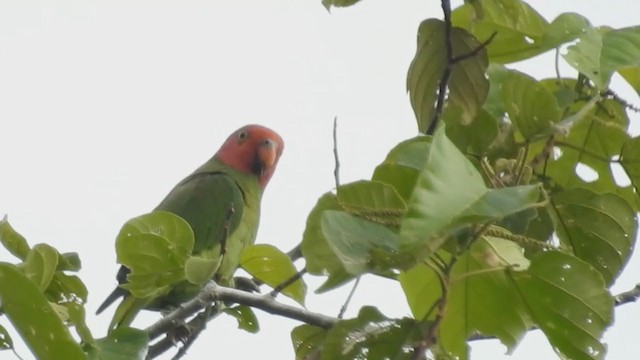 Red-cheeked Parrot - ML215883041