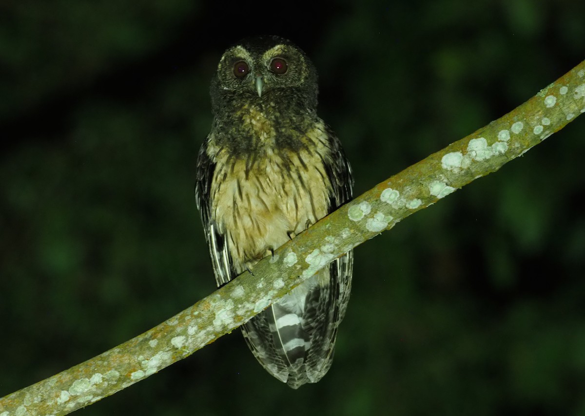 Mottled Owl - Stephan Lorenz