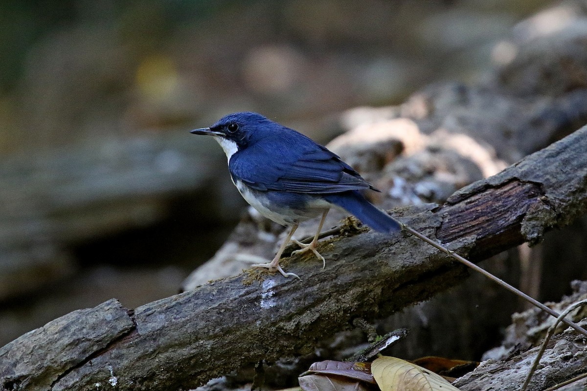 Siberian Blue Robin - Laval Roy