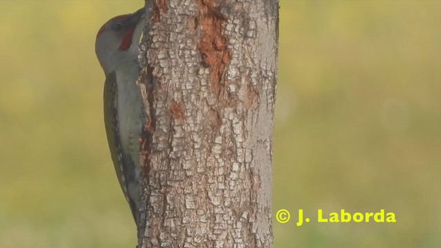 Iberian Green Woodpecker - ML215887631