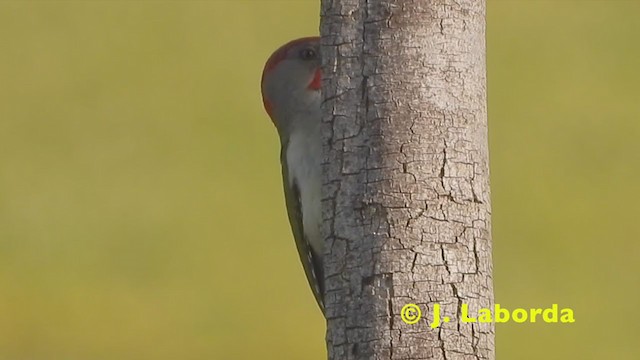 Iberian Green Woodpecker - ML215887671