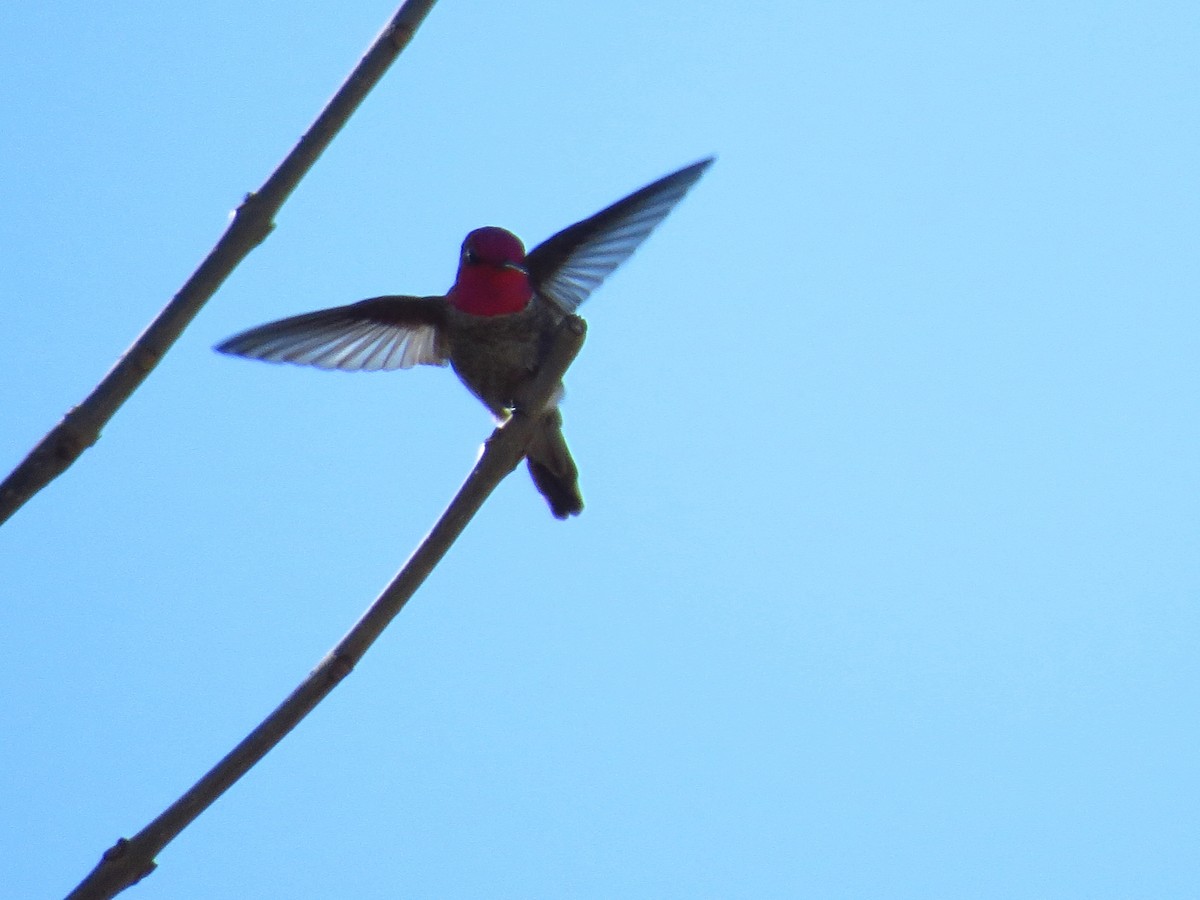 Anna's Hummingbird - ML21588821