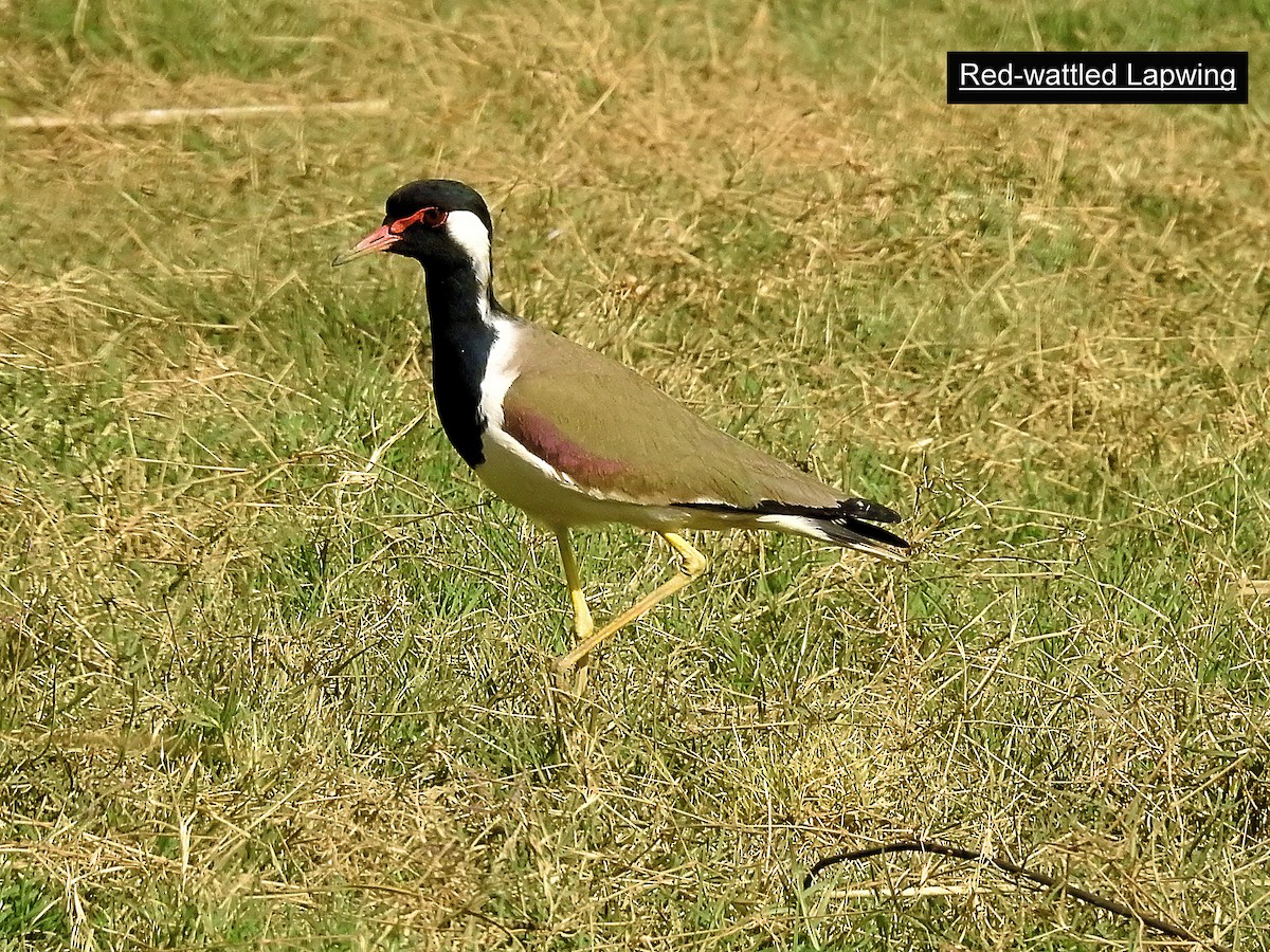 Red-wattled Lapwing - Francis Pease