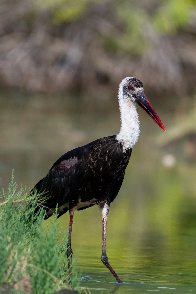 African Woolly-necked Stork - ML215890881