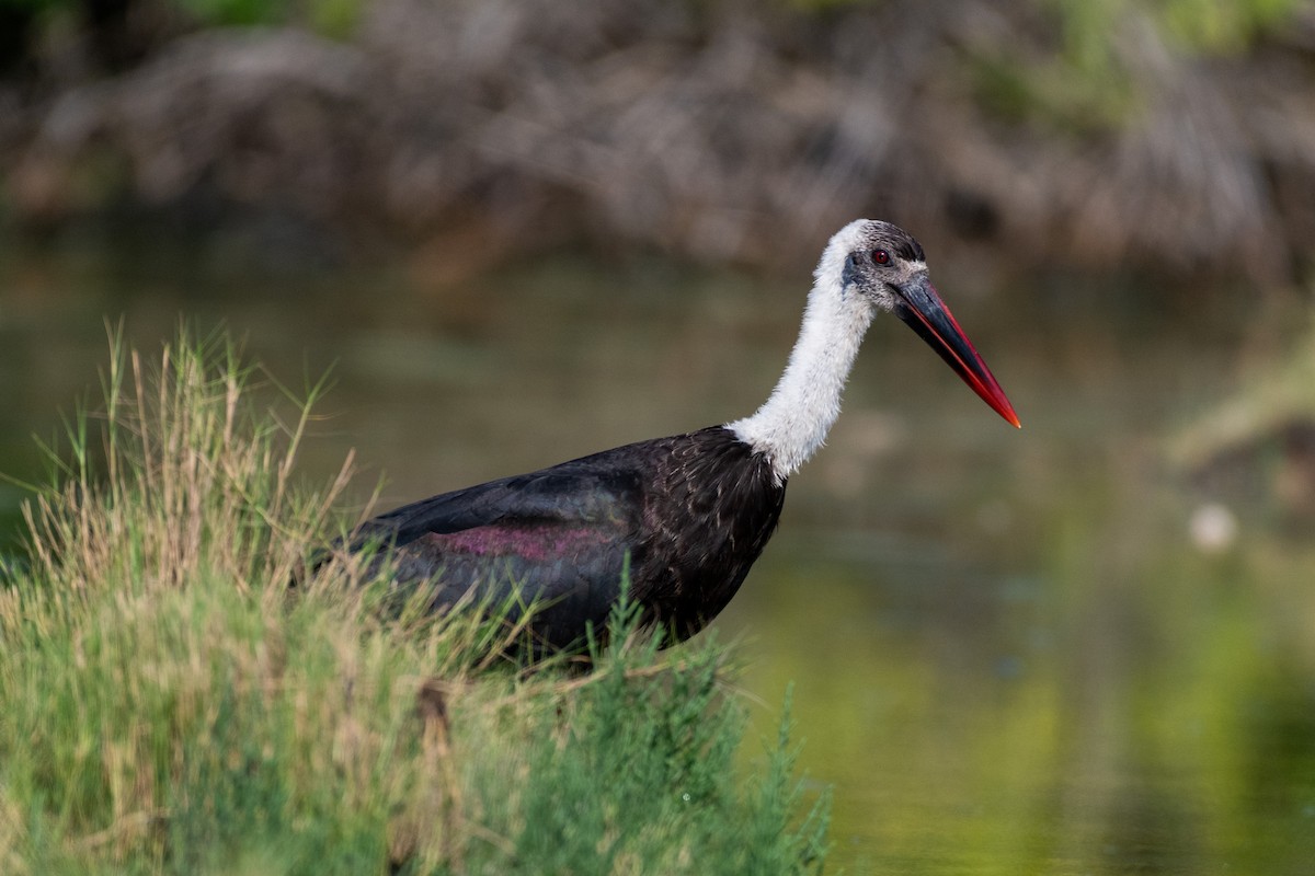 African Woolly-necked Stork - ML215890891