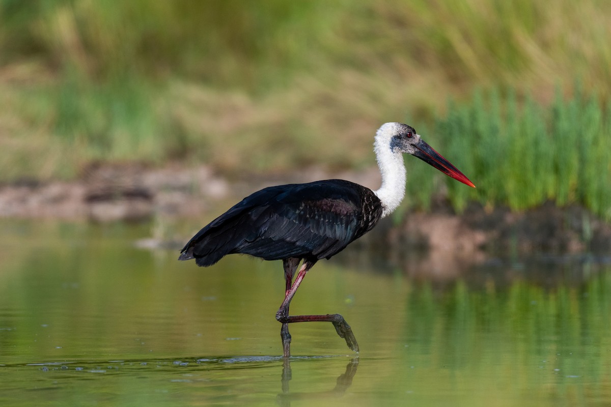 African Woolly-necked Stork - ML215890911