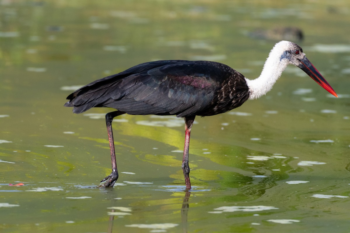 African Woolly-necked Stork - ML215890981