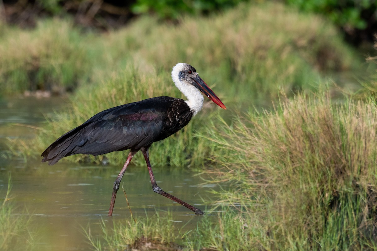 African Woolly-necked Stork - ML215890991