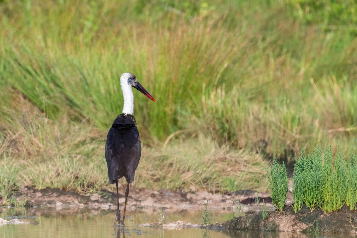 African Woolly-necked Stork - ML215891051