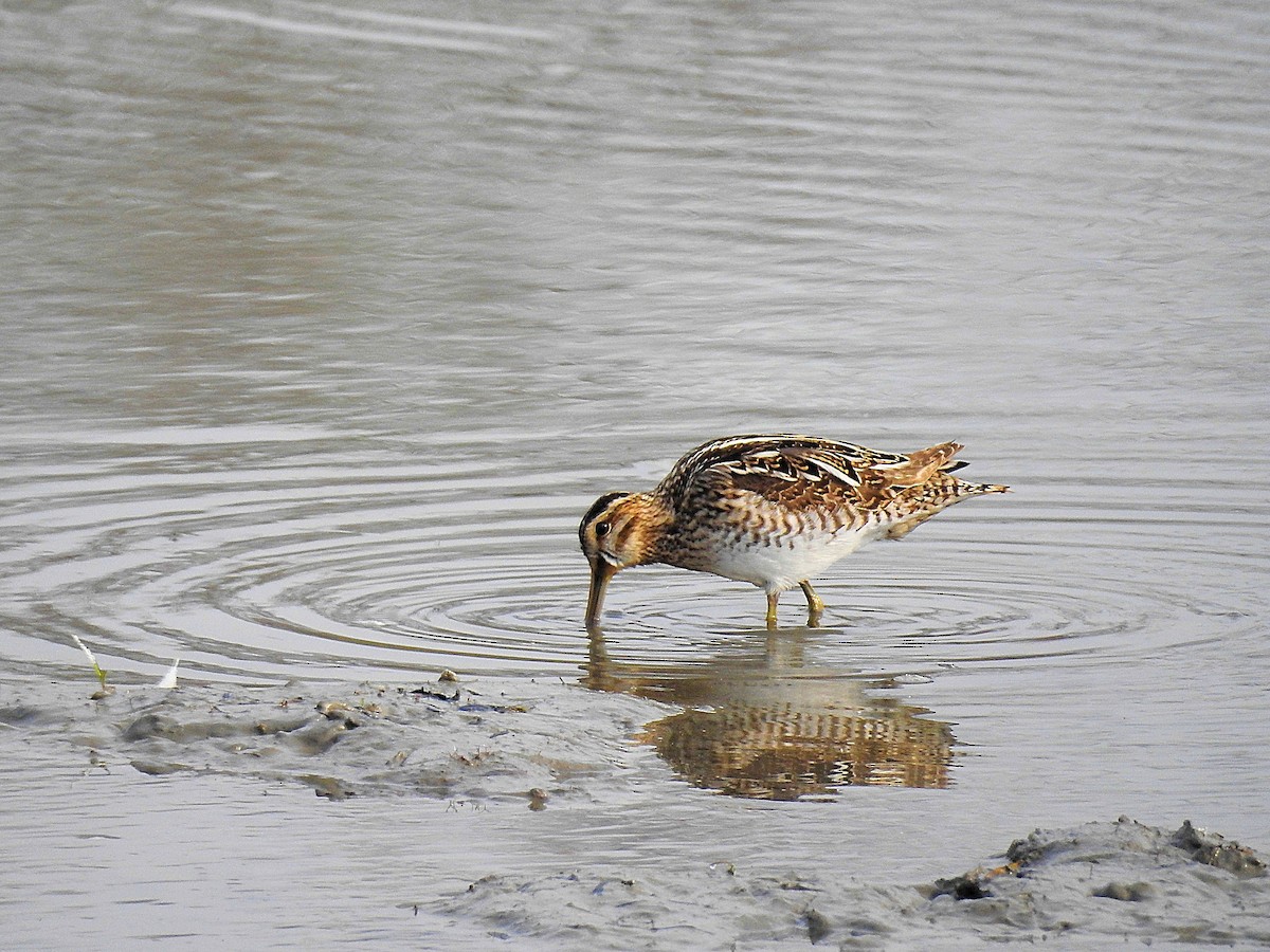 Common Snipe - Francis Pease