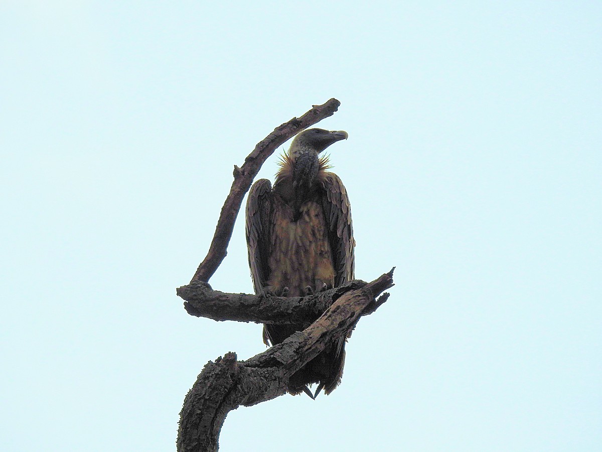 White-rumped Vulture - Francis Pease