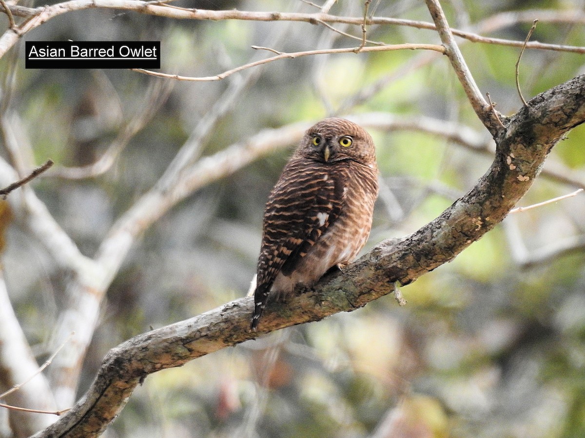 Asian Barred Owlet - Francis Pease
