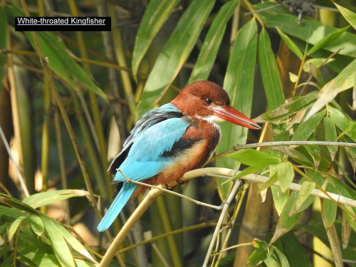 White-throated Kingfisher - Francis Pease