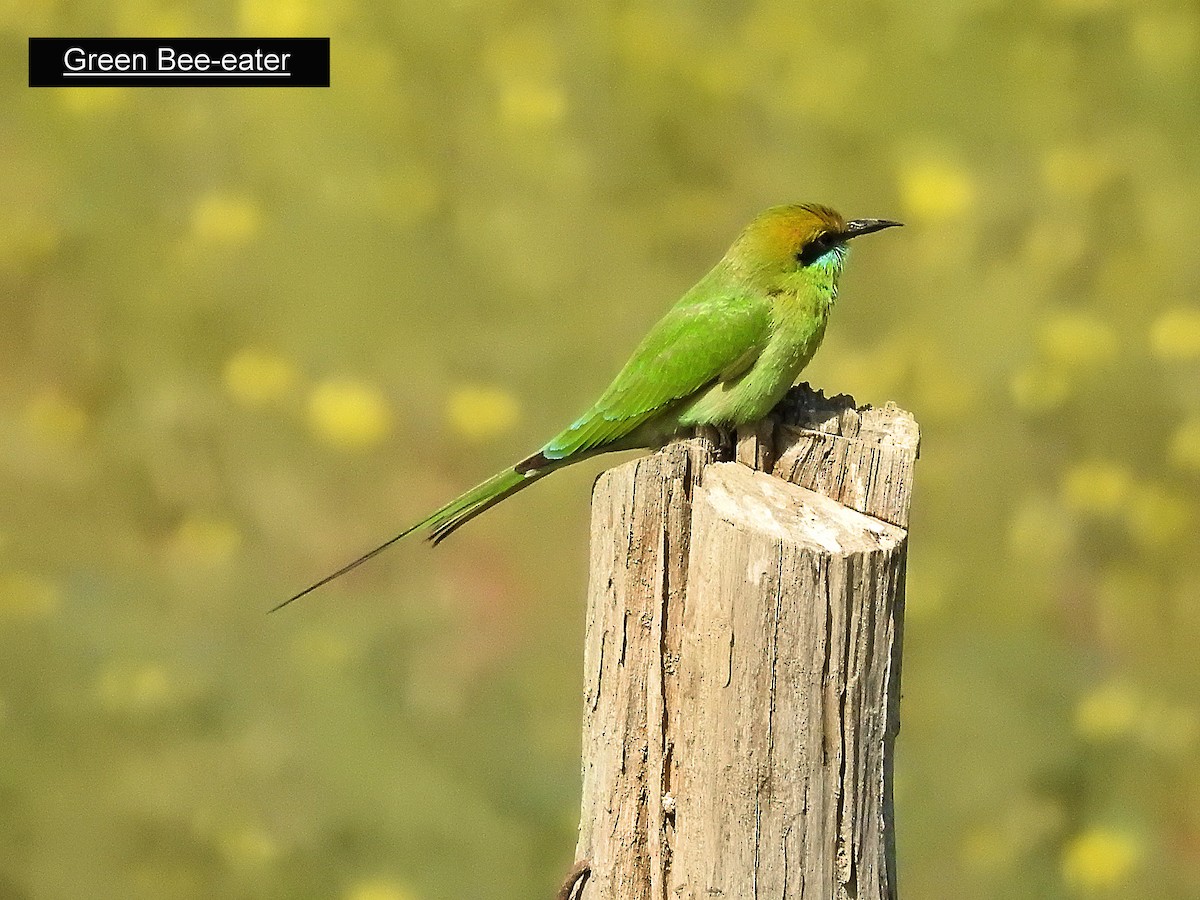 Asian Green Bee-eater - Francis Pease