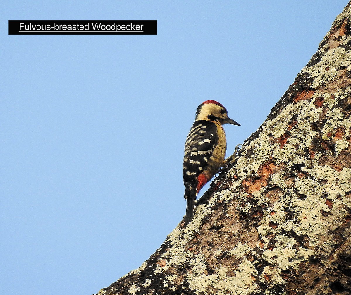 Fulvous-breasted Woodpecker - Francis Pease