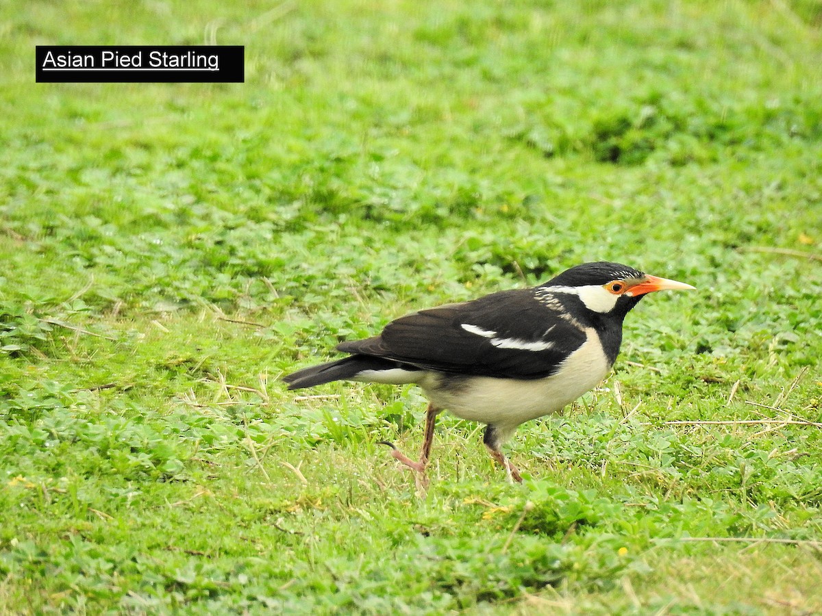 Indian Pied Starling - ML215899071