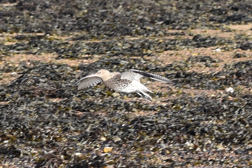 Eurasian Curlew - Blair Whyte