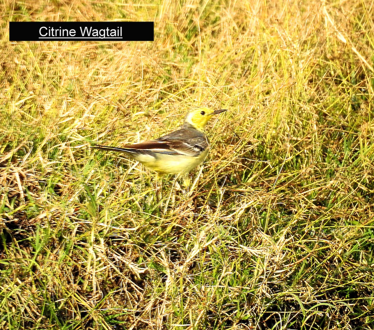 Citrine Wagtail - Francis Pease