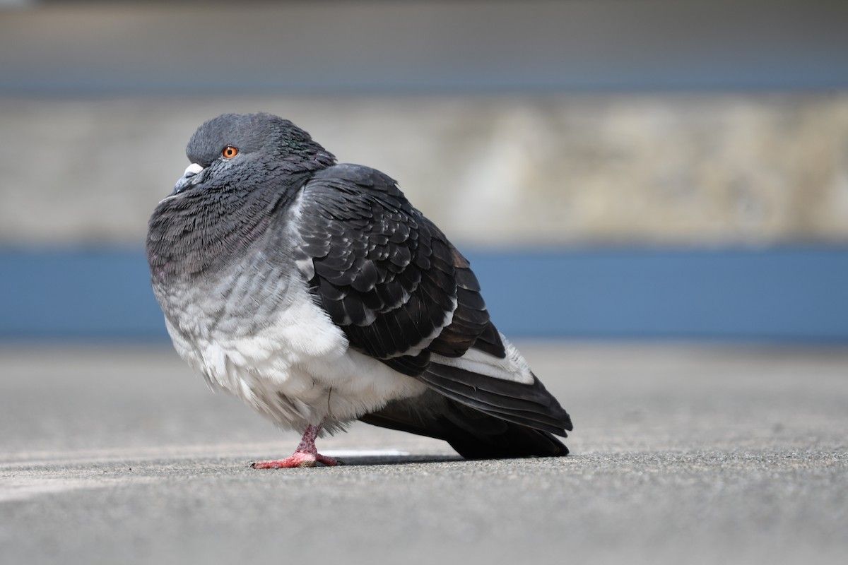 Rock Pigeon (Feral Pigeon) - amaya bechler