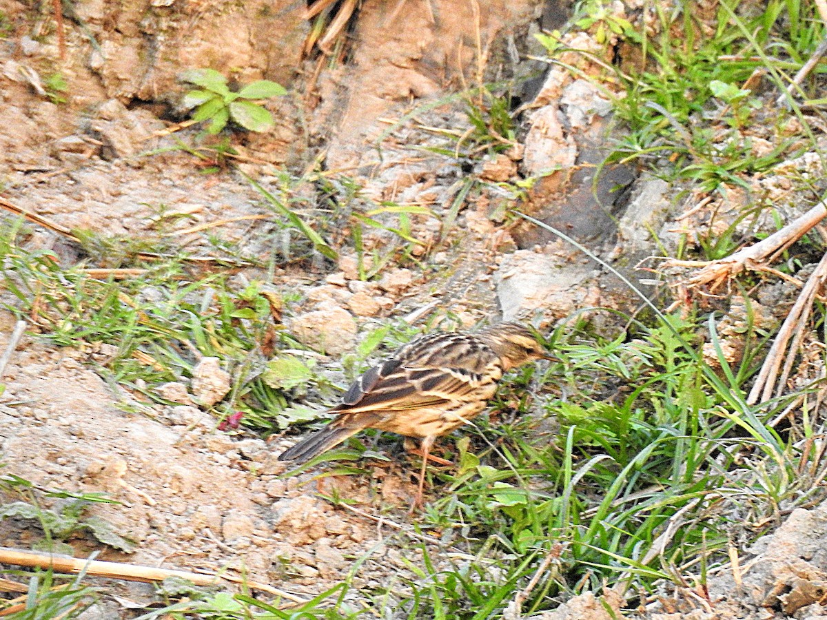 Paddyfield Pipit - Francis Pease