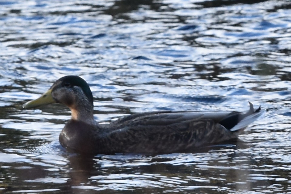 Mallard x American Black Duck (hybrid) - ML215901301