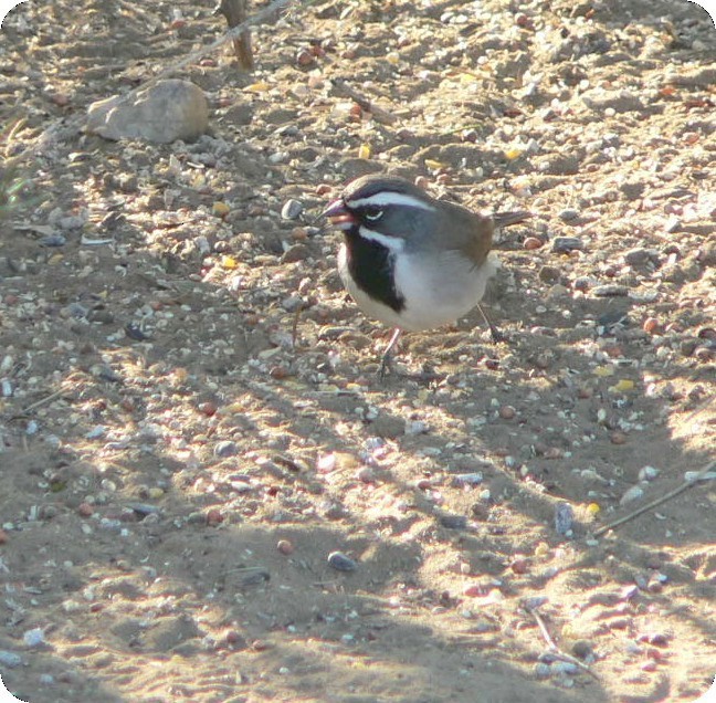 Black-throated Sparrow - ML215902181