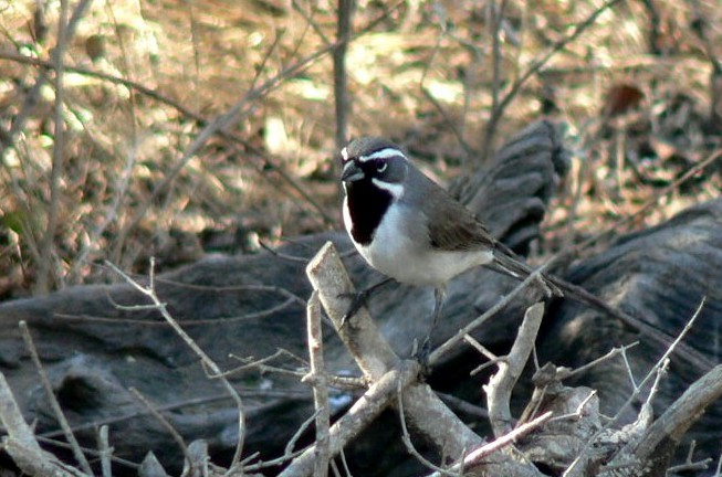 Black-throated Sparrow - ML215902381