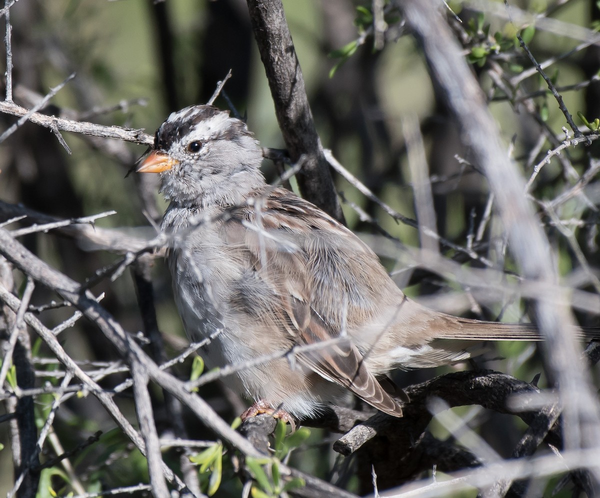 White-crowned Sparrow (Gambel's) - ML215904081