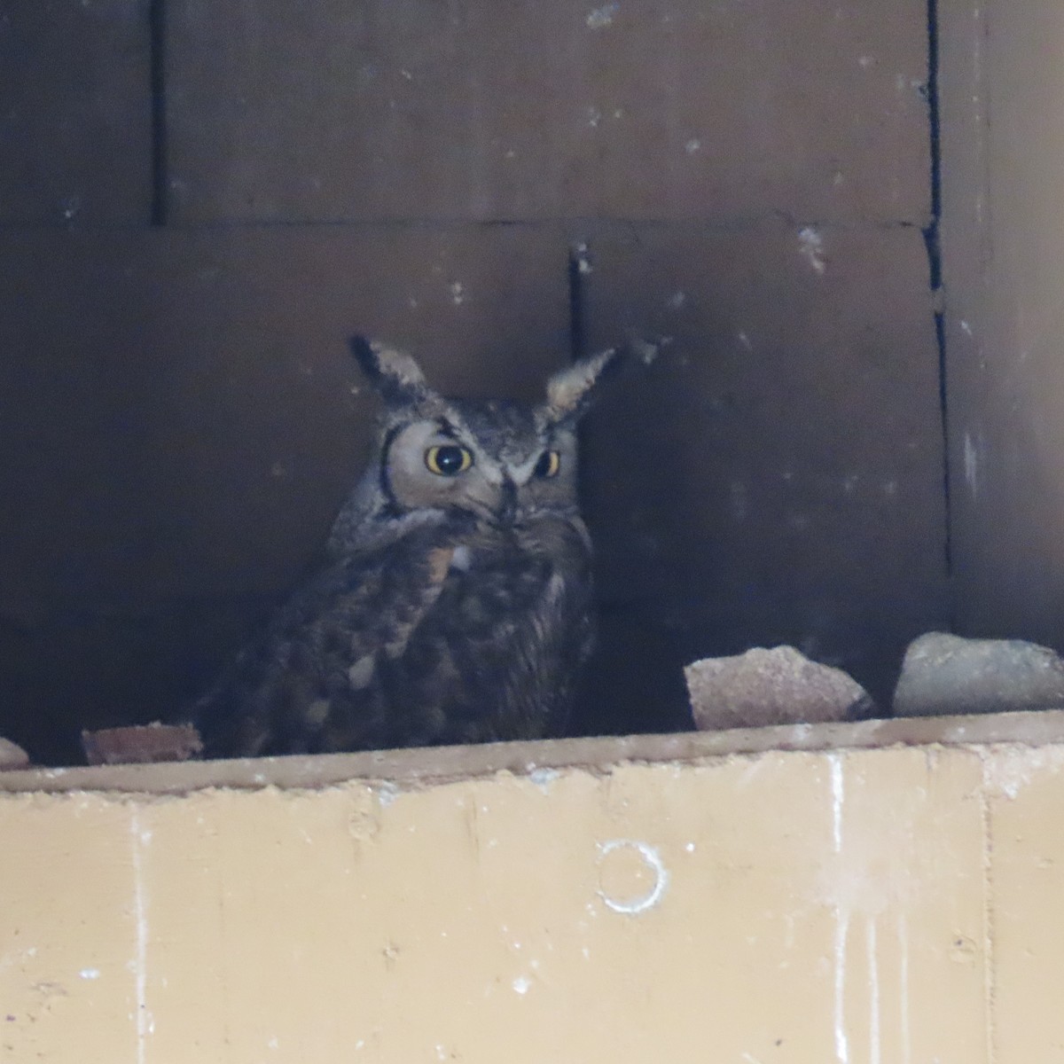Great Horned Owl - W Wonderley