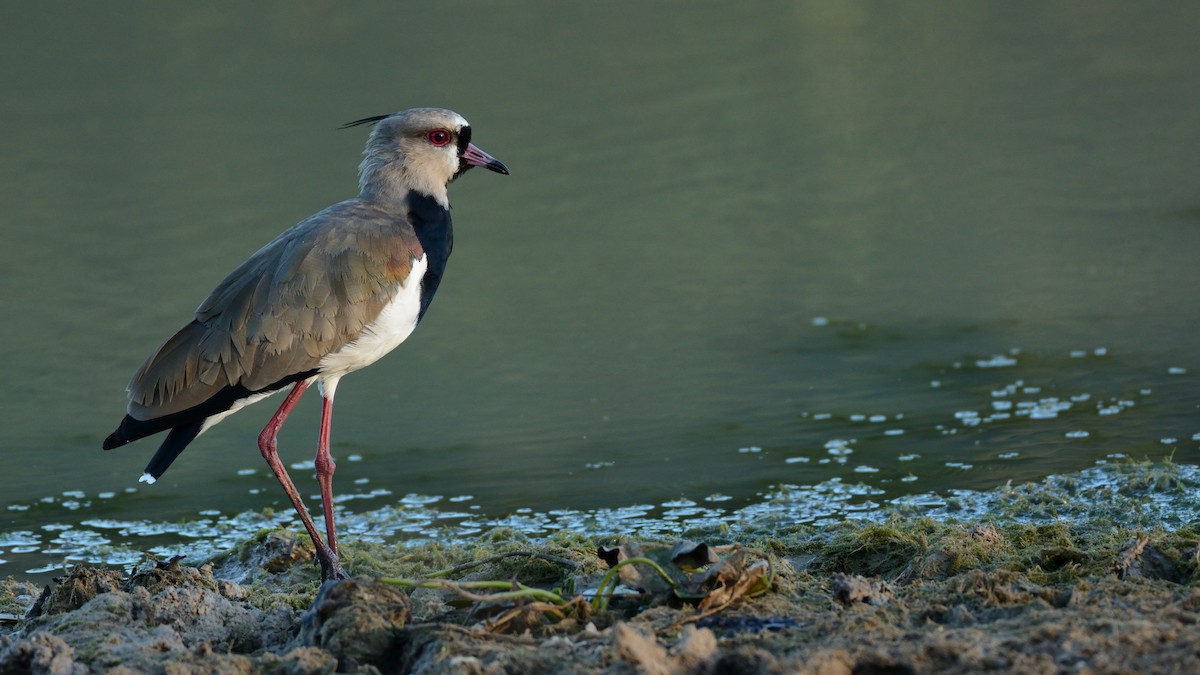 Southern Lapwing - Miguel Aguilar @birdnomad