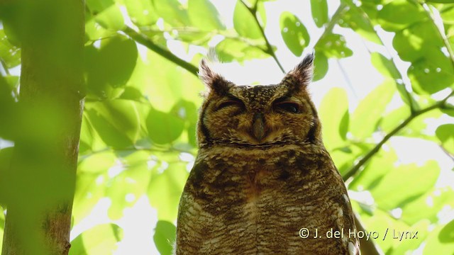 Grayish Eagle-Owl - ML215920181