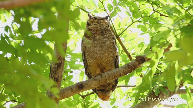 Grayish Eagle-Owl - ML215920631