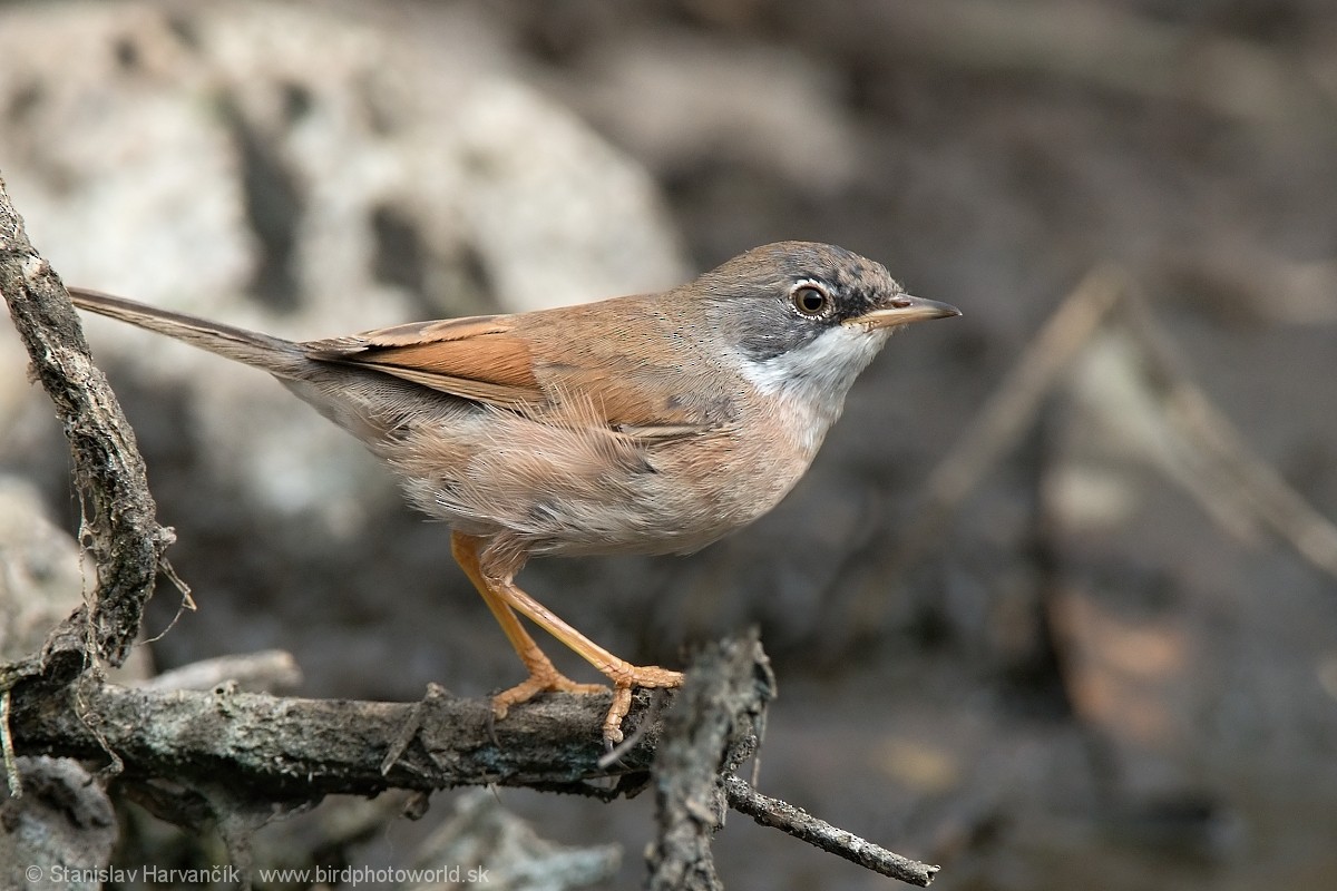 Spectacled Warbler - ML215920801