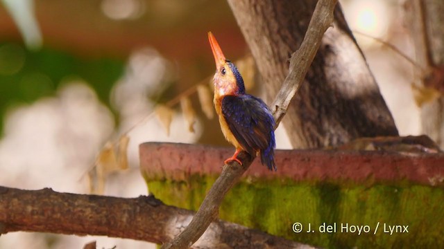 African Pygmy Kingfisher - ML215921081