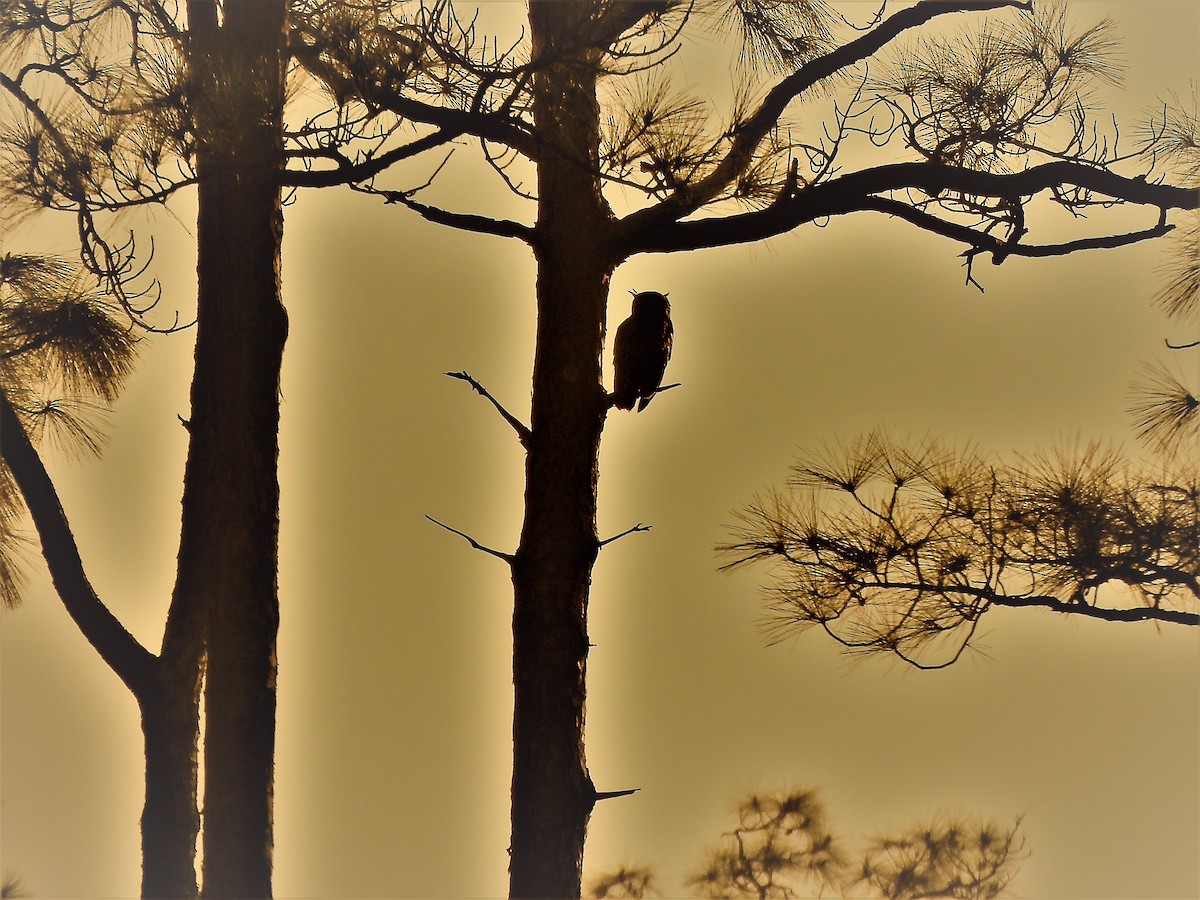 Great Horned Owl - ML215921281
