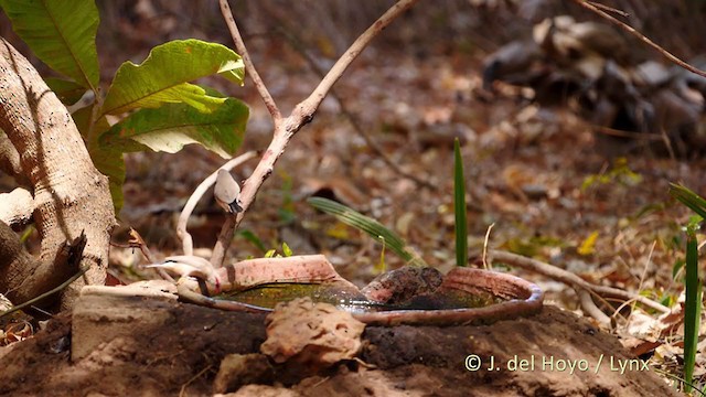 African Pygmy Kingfisher - ML215921401
