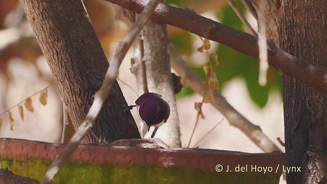 Violet-backed Starling - ML215921601
