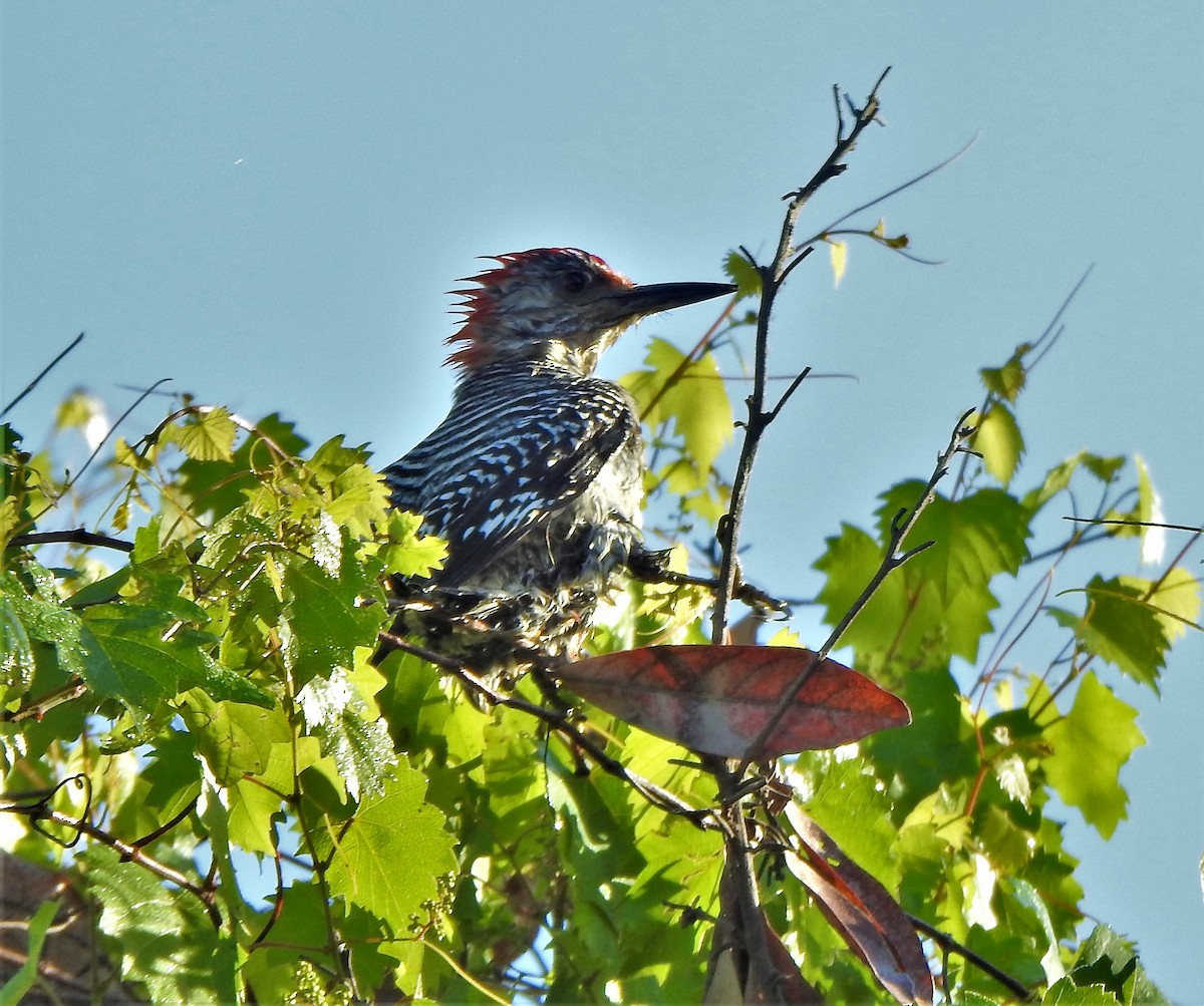 Red-bellied Woodpecker - Sharon Wilcox