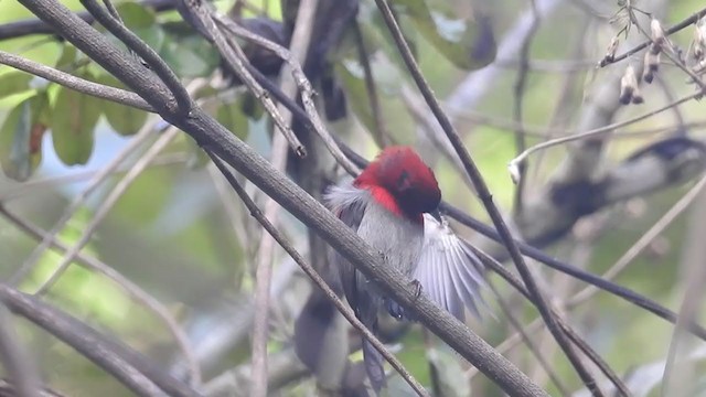 Crimson Sunbird (Crimson) - ML215921641
