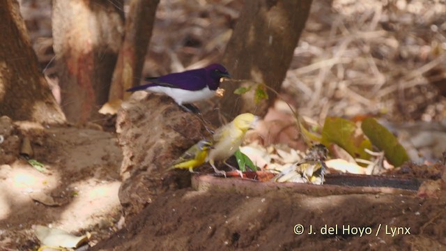 Violet-backed Starling - ML215921661